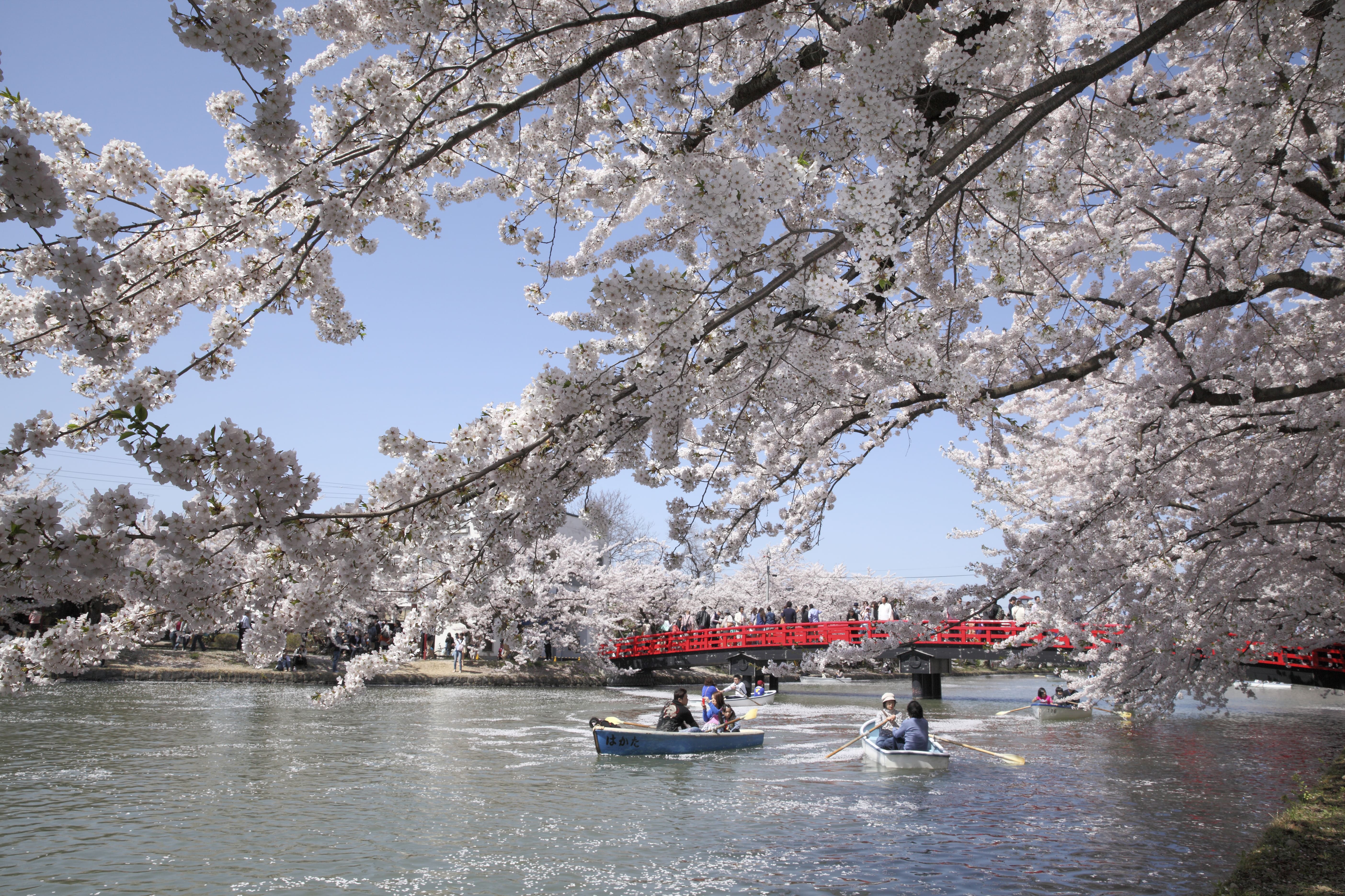 弘前桜祭り